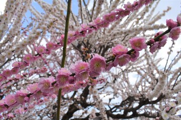 結城神社の梅の花