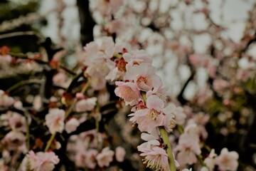 結城神社の梅の花