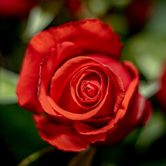 A very beautiful red rose. Macro. Very soft focus