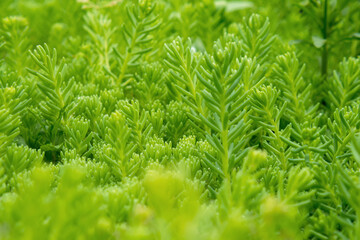 Floral background, garden groundcover stonecrop (Sedum creeping or Sedum humifusum) with dewdrops. Close-up, selective focus.