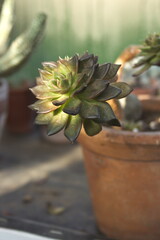 Echeveria 'Black Prince' succulent rosette in terracotta planter, a common houseplant