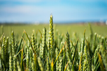 Obraz premium wheat field in summer