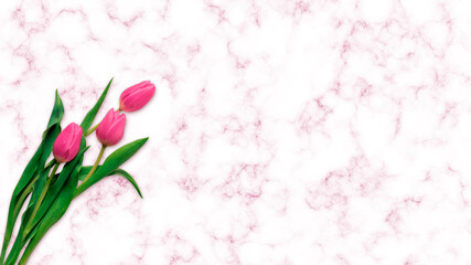 pink tulips on a pink marble background
