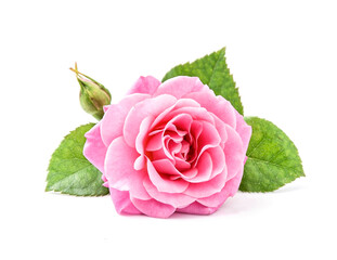 Pink rose flower with leaves