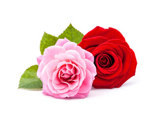 Fototapeta premium Beautiful pink and red rose