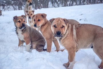 Little puppies in the snow