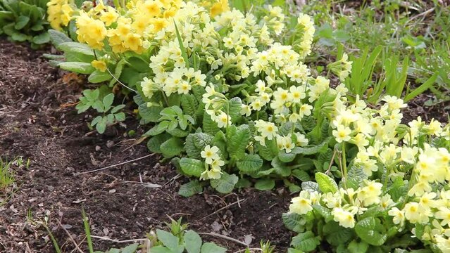 Easter concept. Primrose Primula with yellow flowers in flowerbed in spring time. Inspirational natural floral spring or summer blooming garden or park. Hello spring