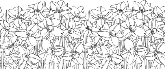 narcissus spring flower