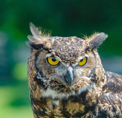 Great horned owl head shot