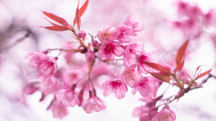 close up to fasinated beautiful pink cherry blossom flower full blooming 
