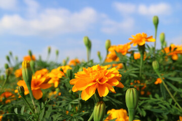 Obraz premium Beautiful Yellow Orange Marigold Flower Field with Blurry Blue Sky in Backdrop