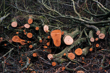 Timber 1