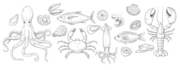 Sea food set sketch engraving retro illustration - 484679874