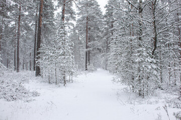 Forest in winter, snow, trees