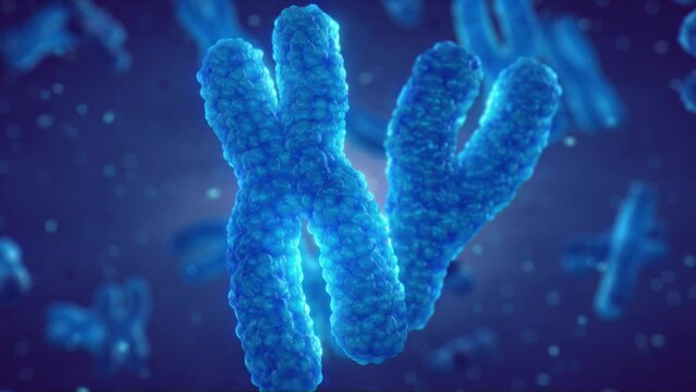 DNA molecules are organized in structures called chromosomes. Genetic DNA testing and analysis animation concept. Zoom into chromosome structure