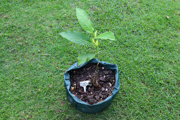 Build a Kratom tree (Mitragyna Speciosa  HaviL.) on a strong source in a green fertilizer pot.