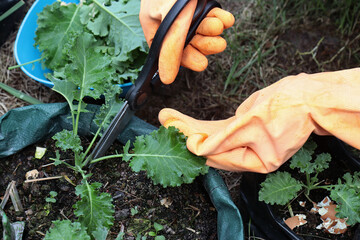 Use the tip of the sharp blade of the scissors. cut at the stem of the kale to cook.