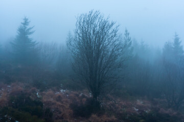 Misty Tree 2