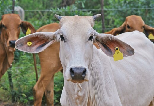 Cow Portrait
