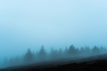 Misty Pines 2