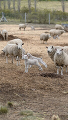 Ovejas y corderos en pradera