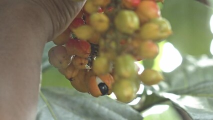 Picking guarana berries from the vine on an organic farm in Brazil - super food for energy drinks

GUARANA