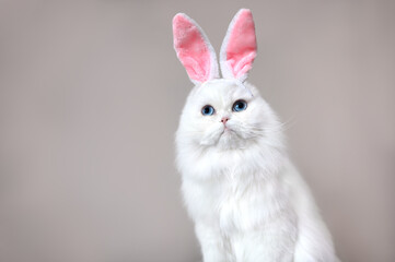 funny white cat posing in bunny ears for Easter
