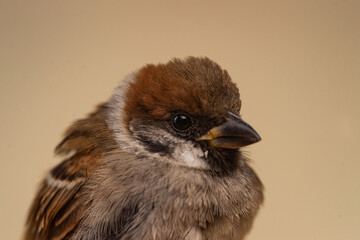 Sparrow closeup on beige background