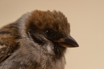 Sparrow closeup on beige background