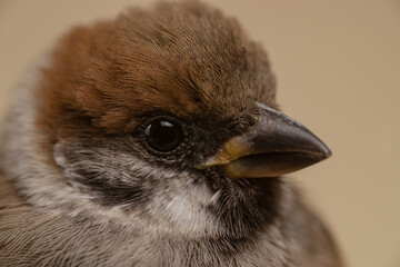 Sparrow closeup on beige background