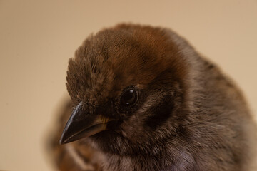 Sparrow closeup on beige background