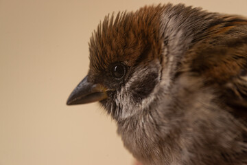 Sparrow closeup on beige background