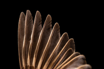 Sparrow closeup on black background