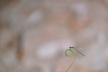 beautiful needle dragonfly on a blur background
Dragonfly with blur background as copy space text