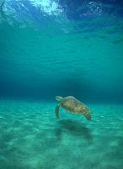 Fototapeta na wymiar sea turtle , underwater scene , caribbean sea