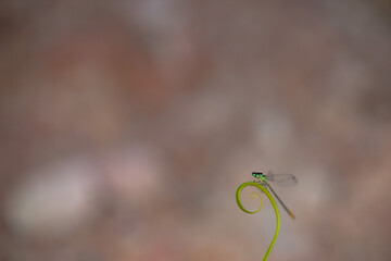 beautiful needle dragonfly on a blur background
Dragonfly with blur background as copy space text