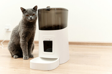 smart cat feeder Scottish cat is waiting for food. pet feeder. - obrazy, fototapety, plakaty