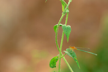 beautiful needle dragonfly on a blur background
Dragonfly with blur background as copy space text