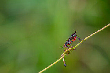 The field fly, 