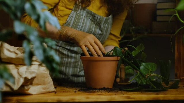Young woman transplants epipremnum houseplant into ceramic pot. Growing indoor plants, greenery, biophilia concept.
