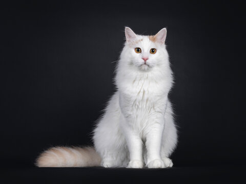 Young Turkish Van cat, sitting up facing camera. Looking straight to lens with golden eyes. Isolated on a black background.