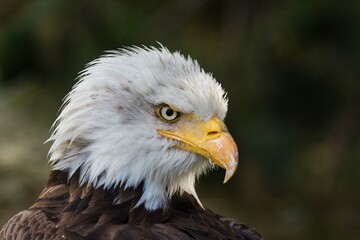 pygargue a tete blanche