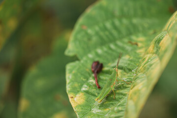 The field fly, 