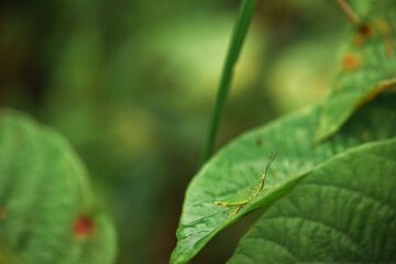 The field fly, 