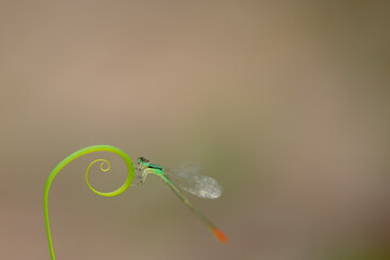 beautiful needle dragonfly on a blur background
Dragonfly with blur background as copy space text