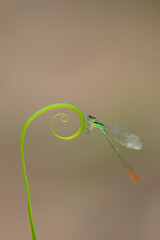 beautiful needle dragonfly on a blur background
Dragonfly with blur background as copy space text