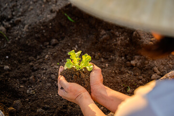 Hands of a young farmer growing organic vegetables in the soil. organic lettuce Grown in the soil without the use of chemicals, safe from pesticides.