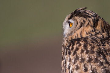 Hibou grand Duc