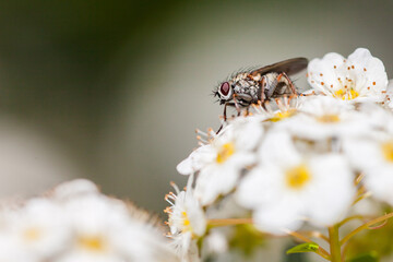 Mouche butinant
