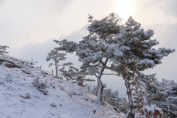 Pine forest in snowy mountains